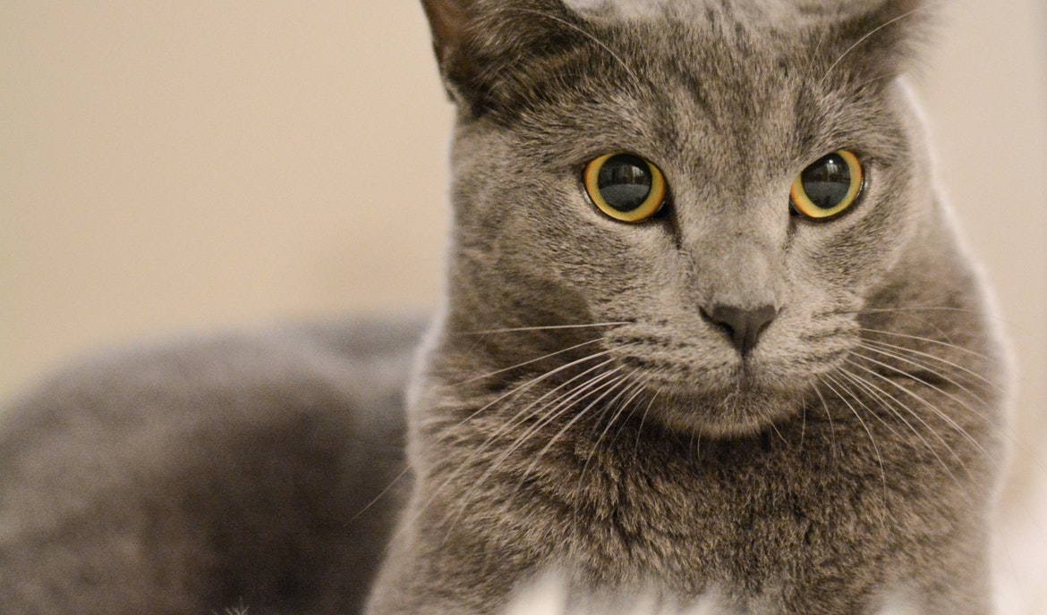 Chartreux: Katzenfutter und Rasseportrait
